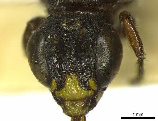 Ceratina (Calloceratina) rufipes Smith, F., 1879 - 969505 Ceratina rufipes type head