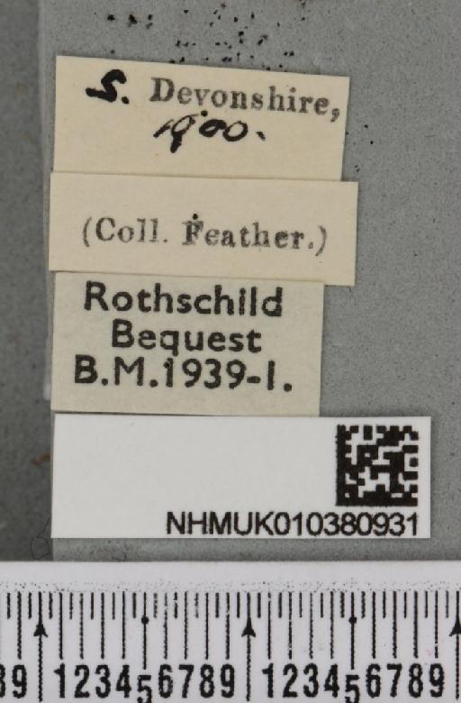 Aspitates ochrearia (Rossi, P., 1794) - NHMUK_010380931_label_503134