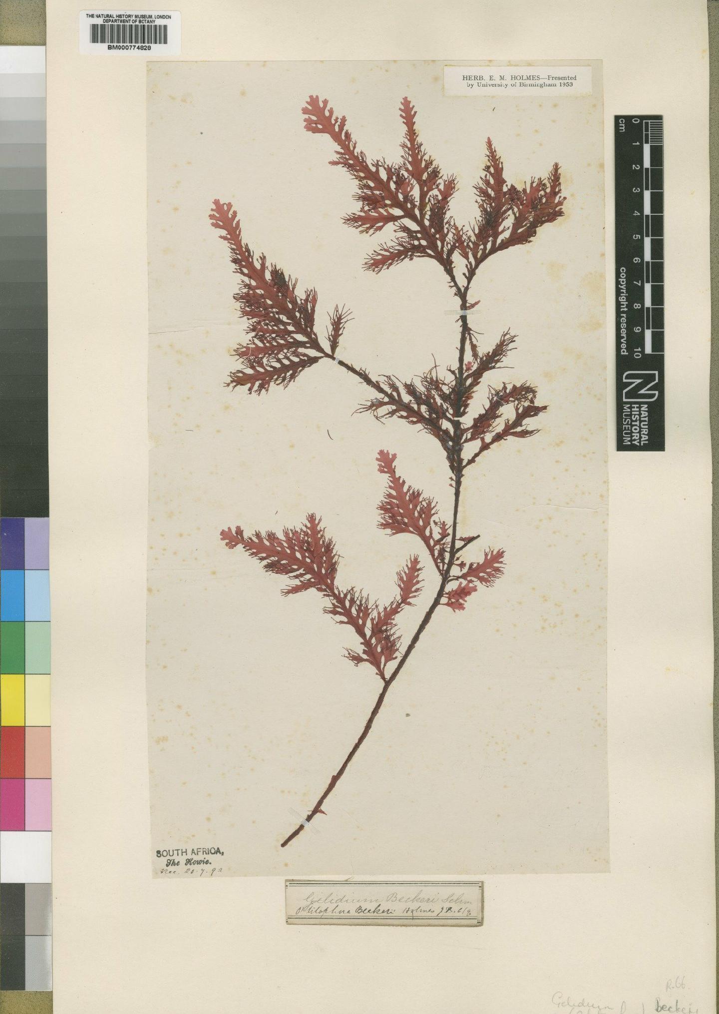 To NHMUK collection (Ptilophora beckeri Holmes; Isotype; NHMUK:ecatalogue:4857783)