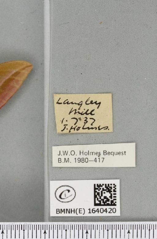 Deilephila elpenor (Linnaeus, 1758) - BMNHE_1640420_label_206554