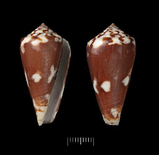 Conus signifer Crosse, 1865 - 1984064