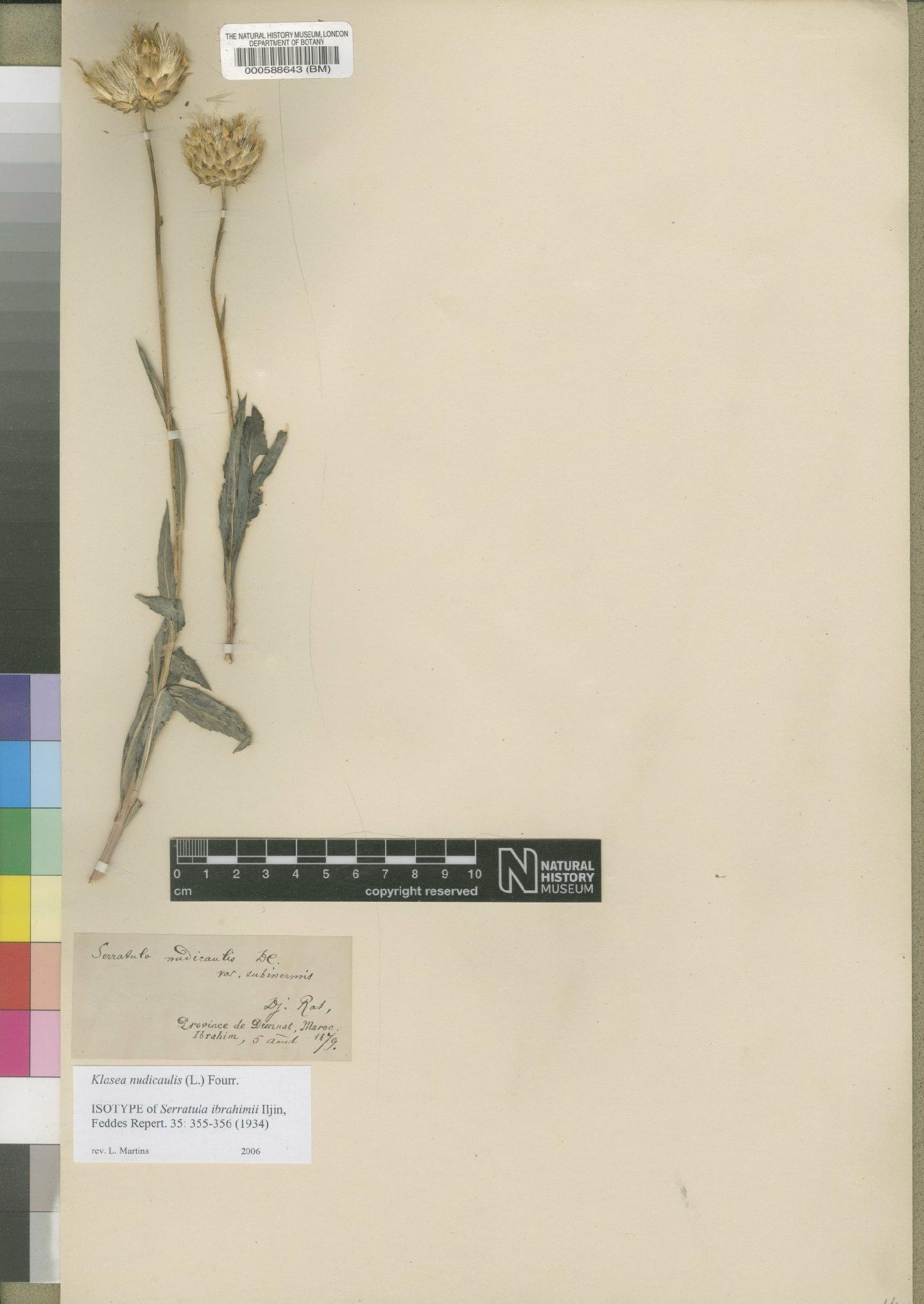 To NHMUK collection (Klasea nudicaulis (L.) Fourr; Type; NHMUK:ecatalogue:4553550)