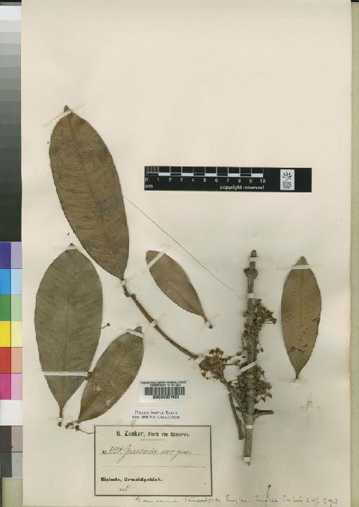 Garcinia tenuipes Engl. - BM000601932