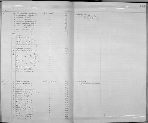 Falco tinnunculus rupicolus - Zoology Accessions Register: Aves (Skins): 1896 -1900: page 173