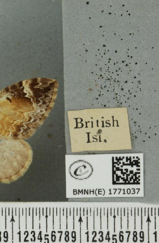 Dysstroma truncata truncata (Hufnagel, 1767) - BMNHE_1771037_label_351075