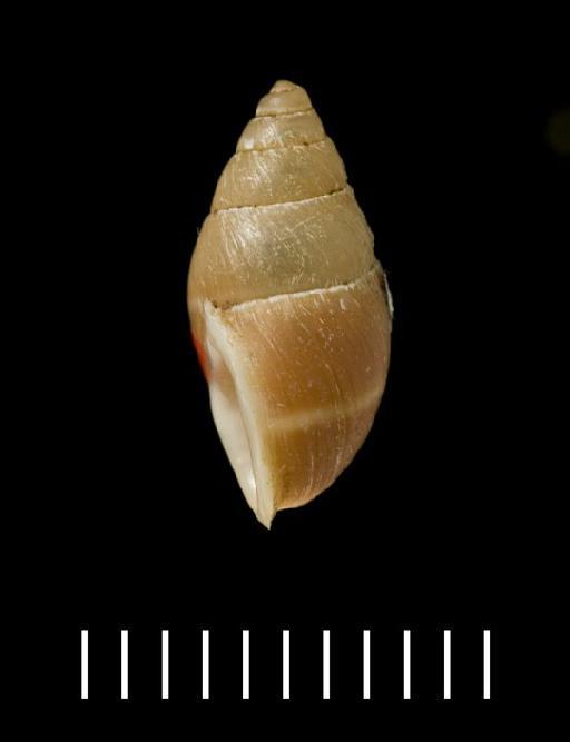 Bulimus (Bulimulus) ridleyi Smith, 1890 - Bulimus (Bulimulus) ridleyi E.A. Smith, 1890 - LECTOTYPE - 1888.6.27.106. (lateral view)