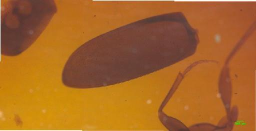 Amarotypus edwardsi Bates, 1872 - 010189240___8