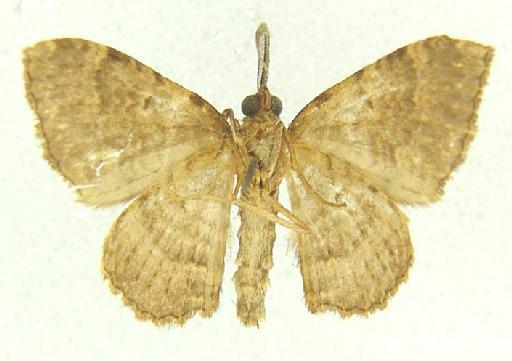 Visiana breviaria (Walker, 1866) - Visiana breviaria type underside