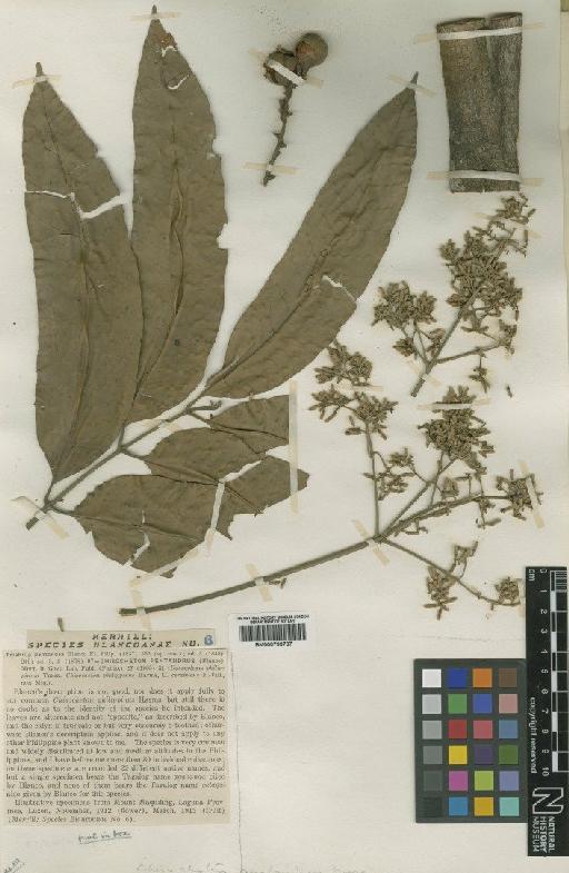 Chisocheton pentandrus subsp. pentandrus Merr. - BM000799707
