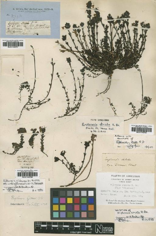 Euphrasia striata R.Br. - BM001040787