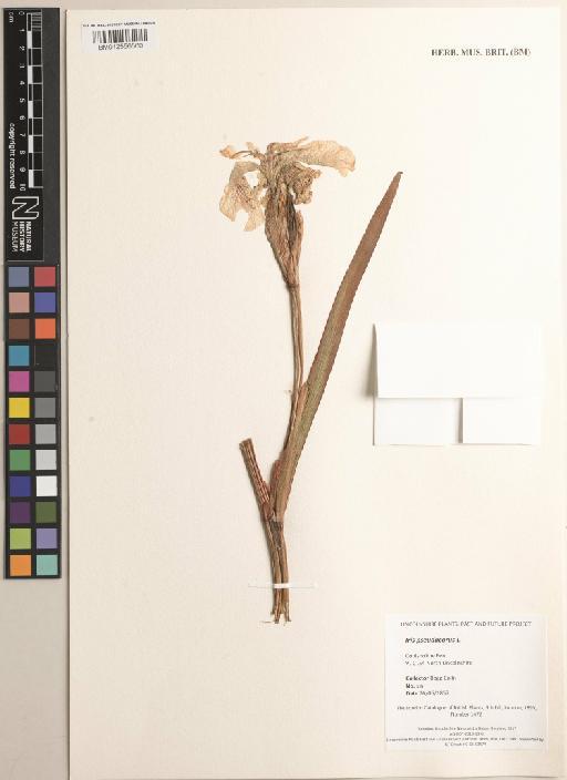 Iris pseudacorus L. - BM012556560 1