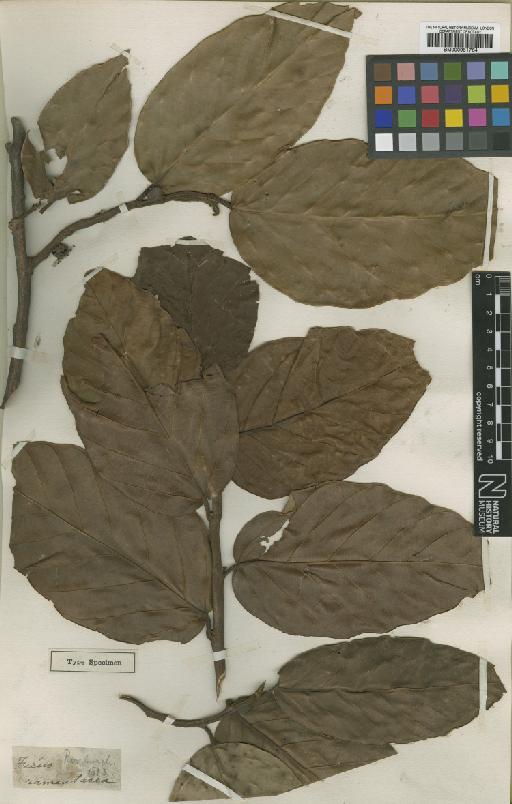 Ficus sagittata Vahl - BM000951764