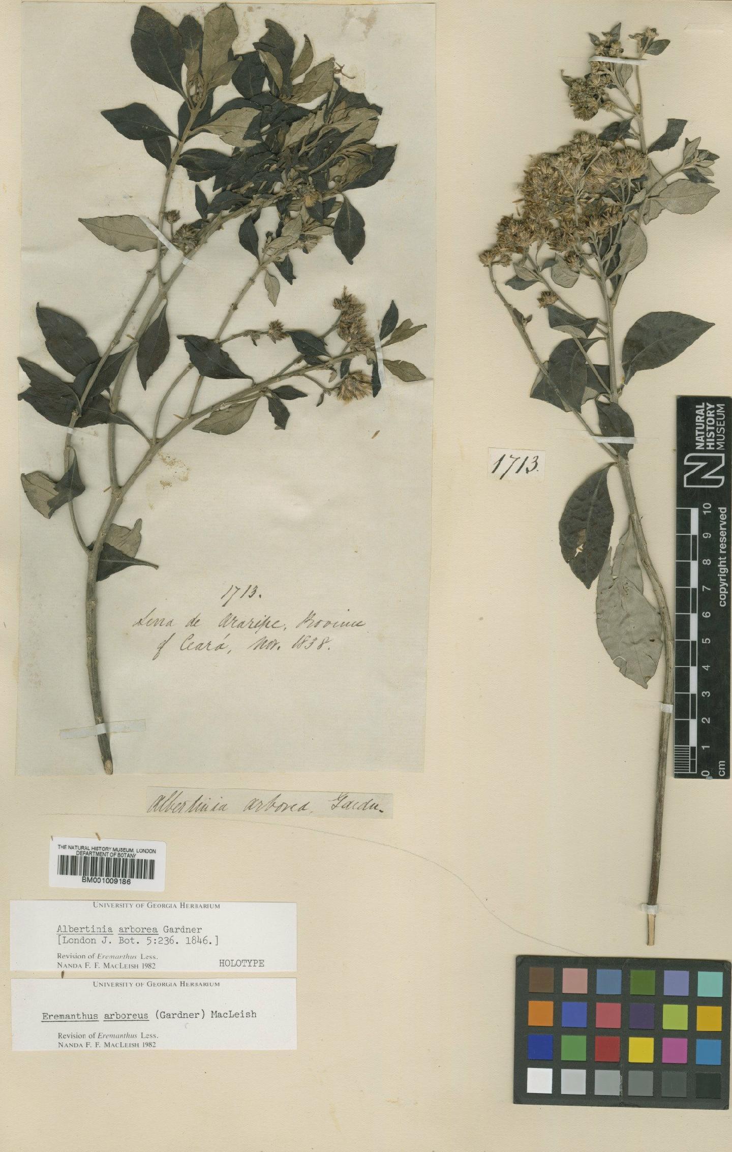 To NHMUK collection (Eremanthus arboreus (Gardner) MacLeish; Holotype; NHMUK:ecatalogue:557153)