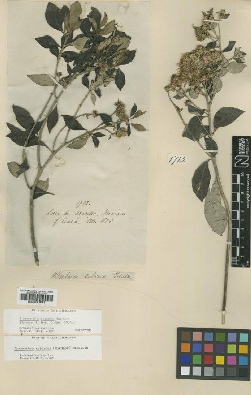 Eremanthus arboreus (Gardner) MacLeish - BM001009186