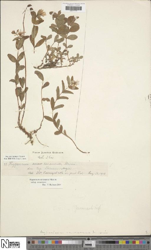 Hypericum senanense subsp. senanense - BM001203357
