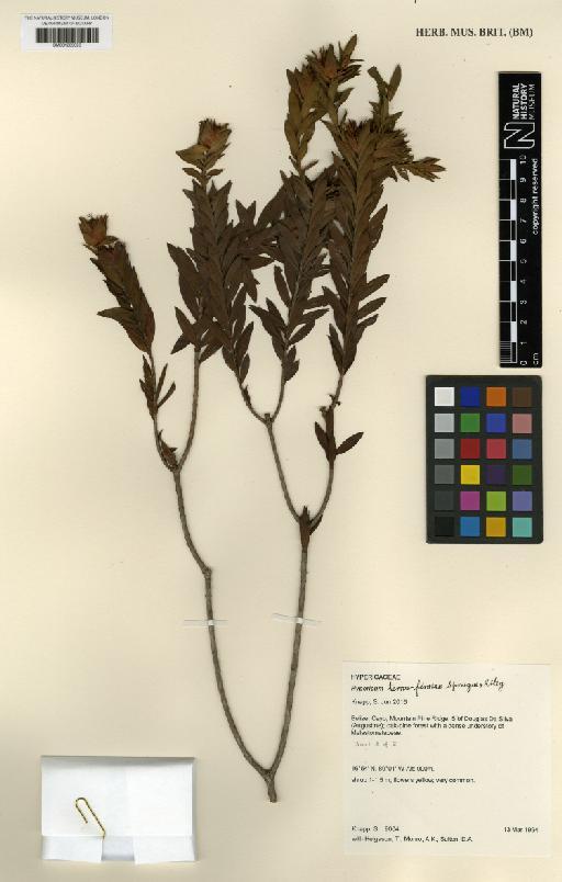 Hypericum terrae-firmae Sprague & L.Riley - BM001209023