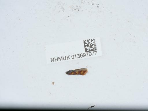 Aethes rutilana (Hübner, 1817) - 013697077_4