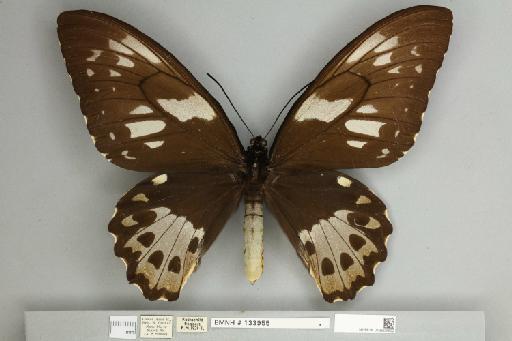 Ornithoptera priamus poseidon Doubleday, 1847 - 013603822__