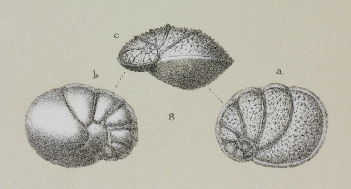 To NHMUK collection (Pulvinulina oblonga var. scabra Brady, 1884; Syntype; NHMUK:ecatalogue:3093063)