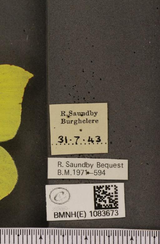 Gonepteryx rhamni rhamni Linnaeus, 1758 - BMNHE_1083673_label_63813