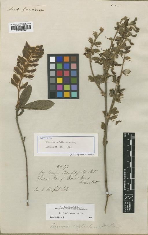 Eriosema defoliatum Benth. - BM000931847