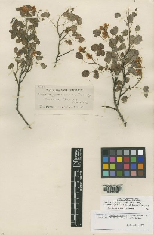 Senna zygophylloides var. deamii (Britton & Rose) H.S.Irwin & Barneby - BM000645652