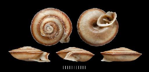 Helix dunkeri Reeve, 1852 - Helix dunkeri Pfeiffer 1852 - SYNTYPE - 20120008 (3 of 3)