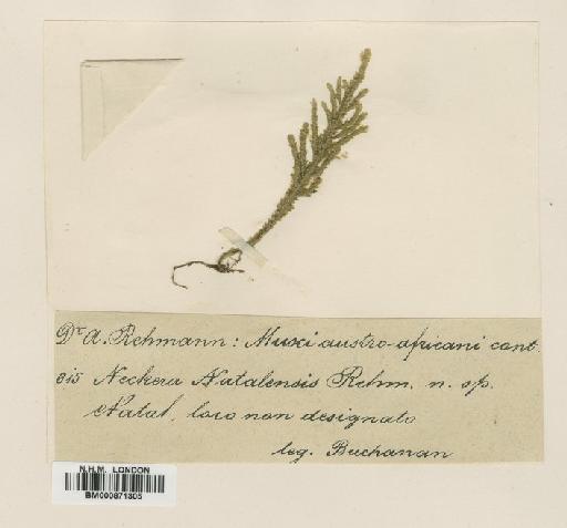 Pterobryopsis rehmannii Magill - BM000871305