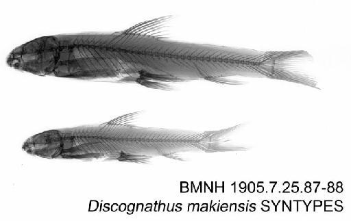 Garra makiensis (Boulenger, 1904) - BMNH 1905.7.25.87-88 - Discognathus makiensis SYNTYPES Radiograph