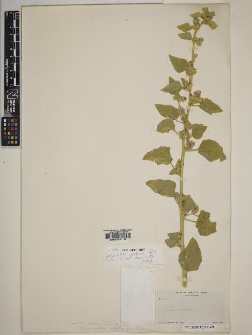 Sphaeralcea axillaris Watson - BM000645178