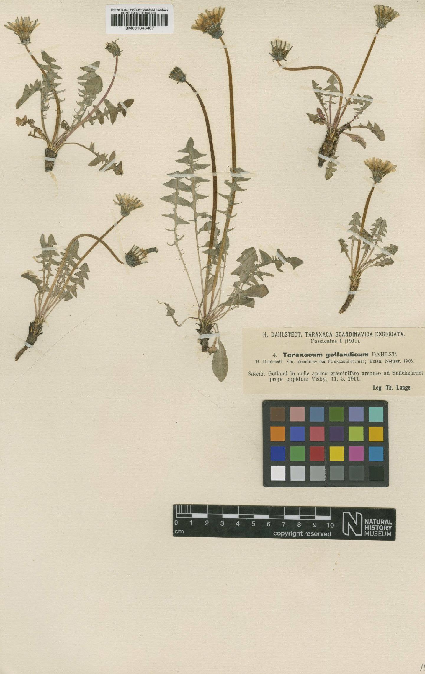 To NHMUK collection (Taraxacum gotlandicum Dahlst; Type; NHMUK:ecatalogue:1998822)