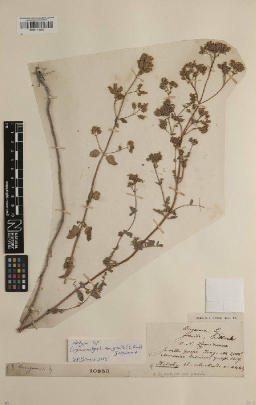 Origanum vulgare subsp. gracile (K.Koch) Ietsw. - BM001118800