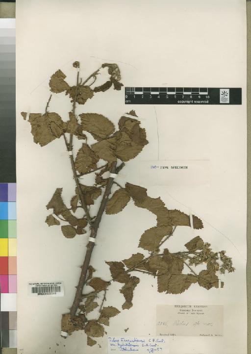 Rubus transvaliensis var. kyimbilensis Gust - BM000622349