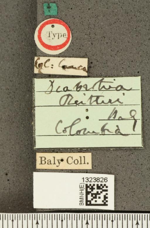 Paranapiacaba reitteri (Baly, 1890) - BMNHE_1323826_label_20435