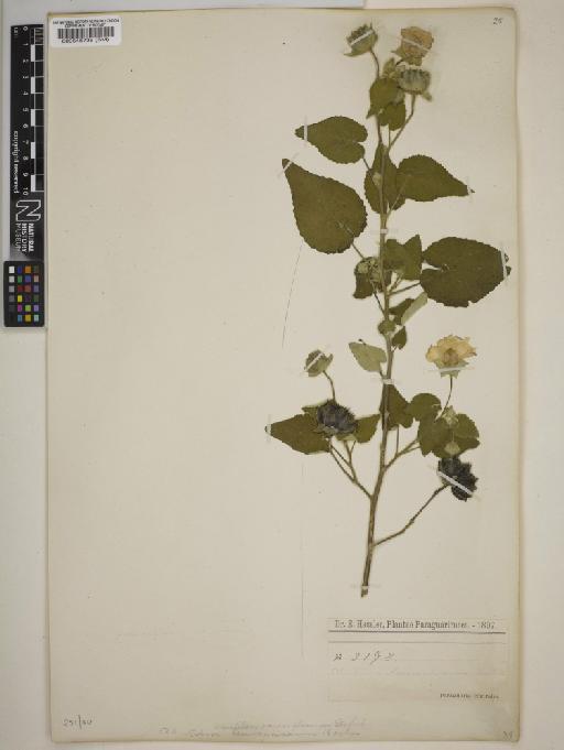 Abutilon pauciflorum - BM000545738