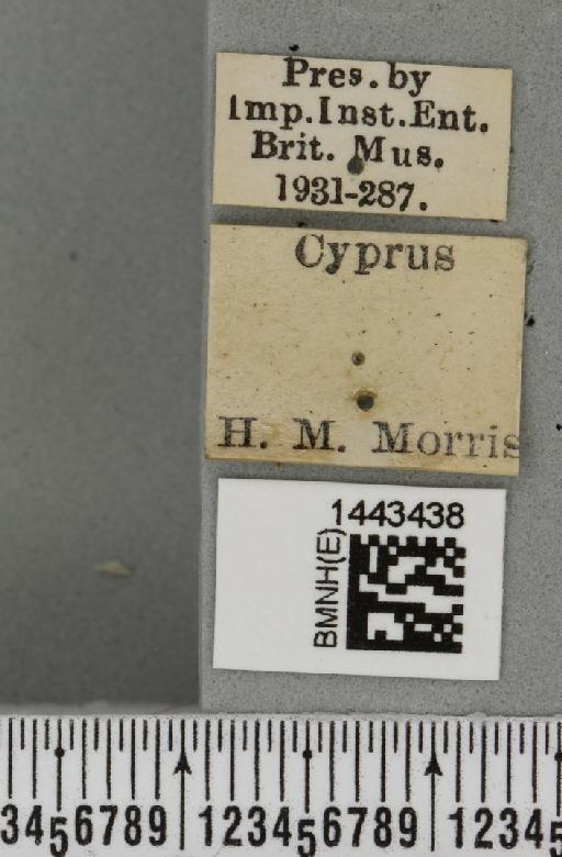 Ceratitis (Ceratitis) capitata (Wiedemann, 1824) - BMNHE_1443438_label_26833