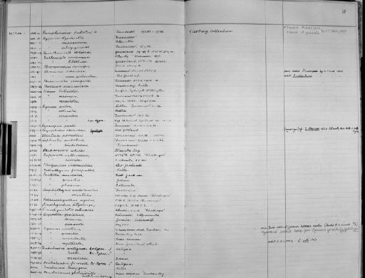 Caprella fretensis parvorder Caprellidira Stebbing, 1878 - Zoology Accessions Register: Crustacea - Budde Lund Collection 1921 & Stebbing Collection 1928: page 51