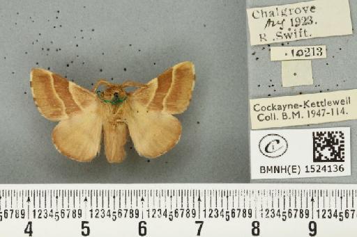 Malacosoma neustria ab. bicolor Sibille, 1927 - BMNHE_1524136_190460