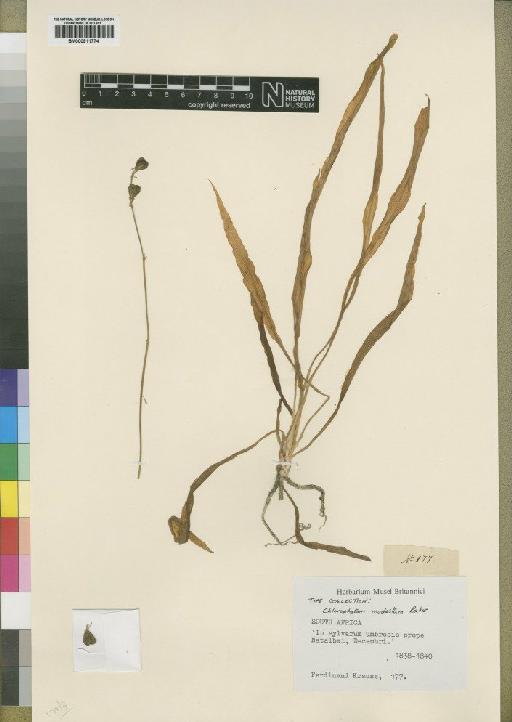 Chlorophytum modestum Baker - BM000911774