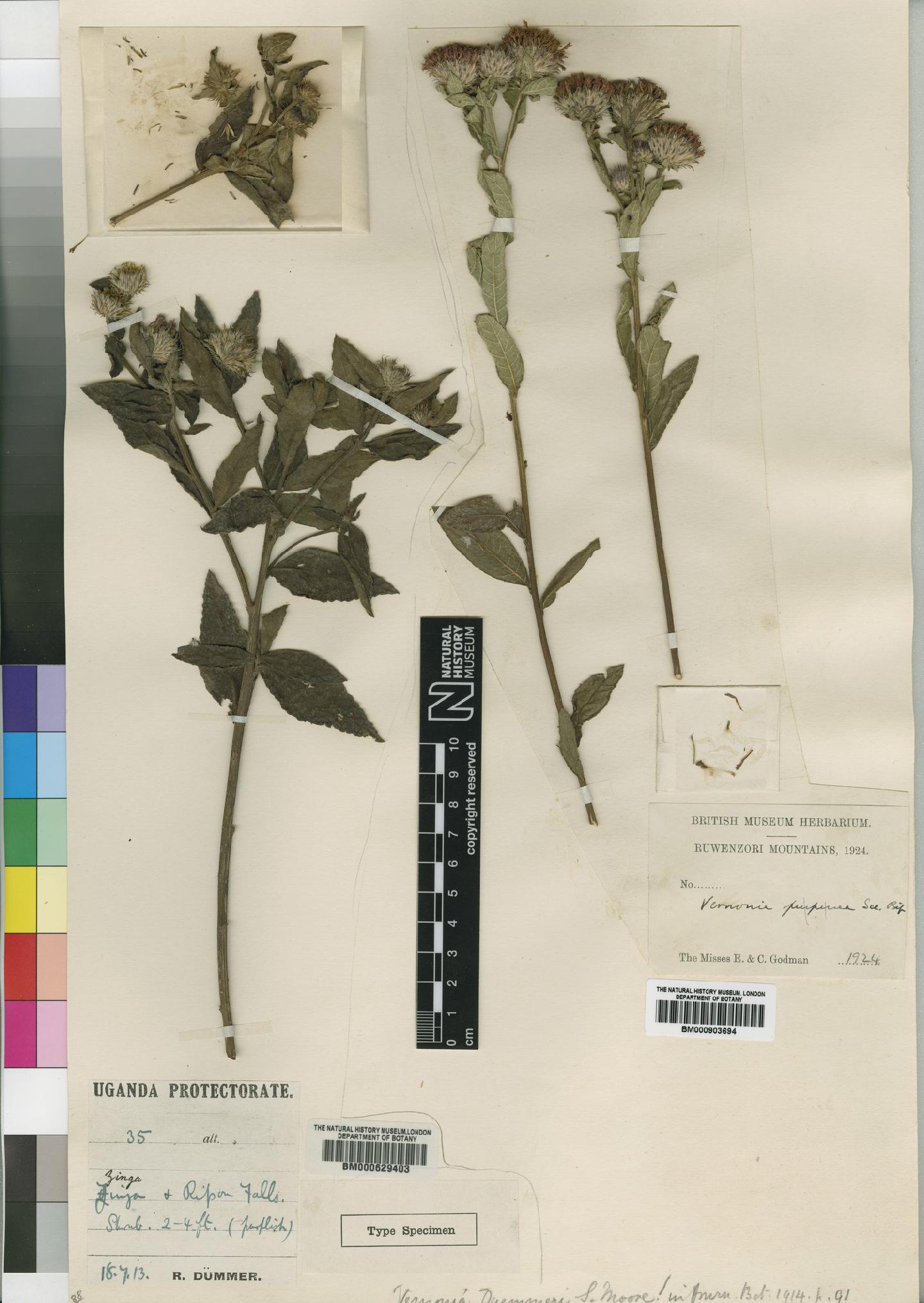 To NHMUK collection (Vernonia duemmeri Moore; Type; NHMUK:ecatalogue:4526358)
