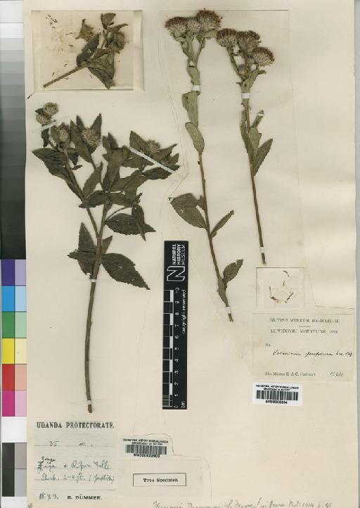 Vernonia duemmeri Moore - BM000629403