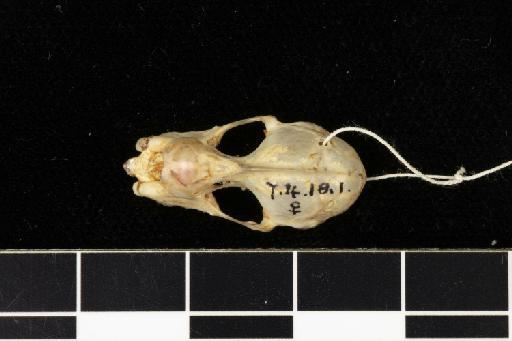 Rhinolophus edax Andersen, 1918 - 1907_4_18_1-Rhinolophus_edax-Holotype-Skull-dorsal