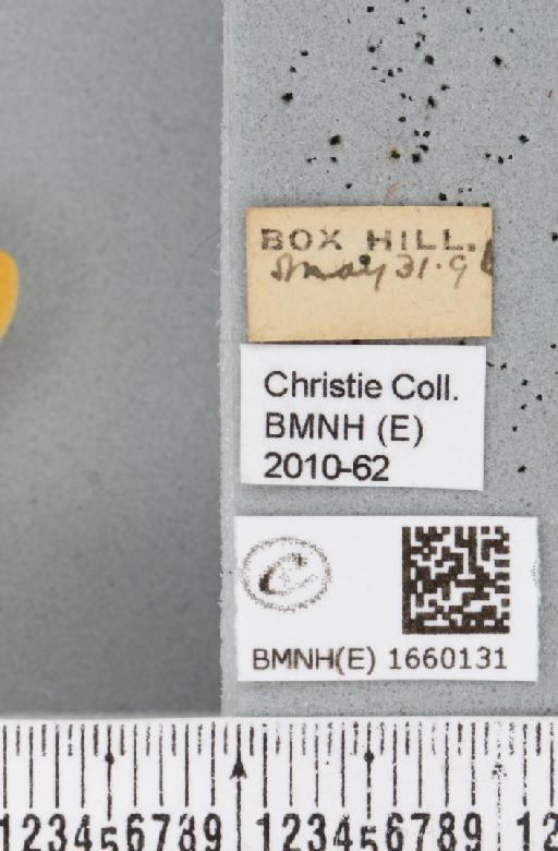 Setina irrorella (Linnaeus, 1758) - BMNHE_1660131_label_290517