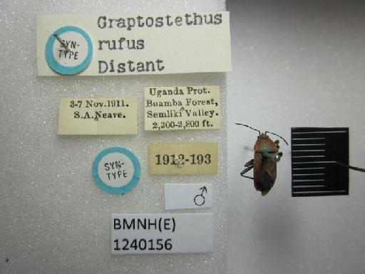 Graptostethus rufus Distant, 1918 - Graptostethus rufus-BMNH(E)1240156-Syntype male dorsal & labels