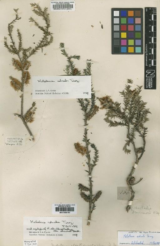 Melaleuca adnata Turcz. - BM000839190