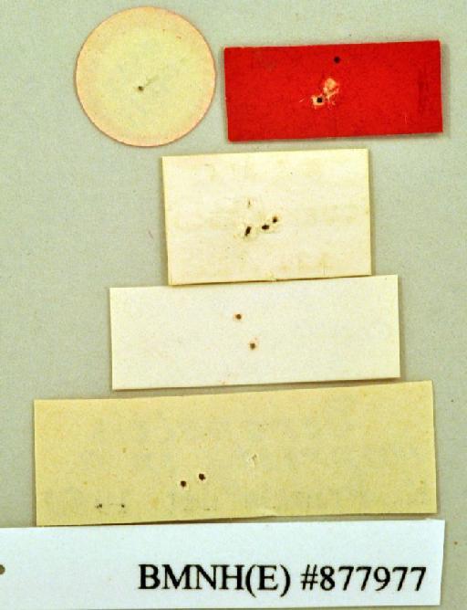Deropeltis impressa Princis, 1966 - Deropeltis impressa Princis, 1966, male, holotype, labels (reverse). Photographer: Heidi Hopkins. BMNH(E)#877977
