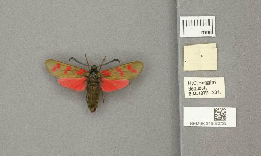 Zygaena (Zygaena) filipendulae stephensi Dupont, 1900 - 015192728_additional