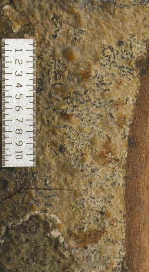 Phaeographina scalpturata f. dissimilis (Nyl.) Müll.Arg. - BM001106479_a