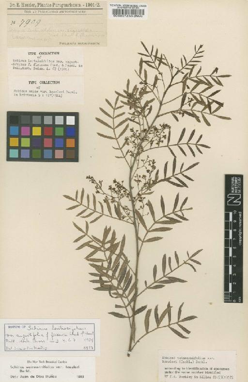 Schinus weinmanniifolia var. hassleri (F.A.Barkley) F.A.Barkley - BM000087230