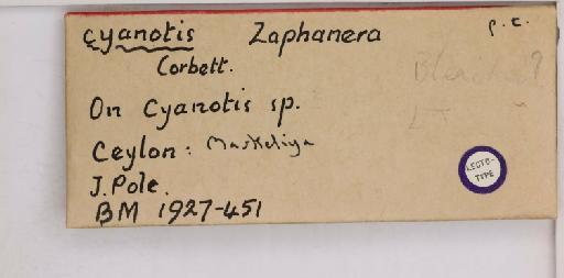 Zaphanera cyanotis Corbett, 1926 - 013489977_additional